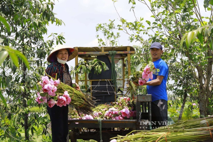 Tuy nhiên, sự phụ thuộc tuyệt đối vào yếu tố tự nhiên và mùa vụ là điểm nghẽn lớn nhất của nghề này. Hoa sen chỉ sinh trưởng trong khoảng từ tháng 5 đến tháng 8. Việc thu hoạch và khai thác tơ chỉ có thể diễn ra trong khoảng thời gian ngắn ngủi này, dẫn đến tình trạng thiếu hụt nguyên liệu nghiêm trọng trong suốt thời gian còn lại của năm.