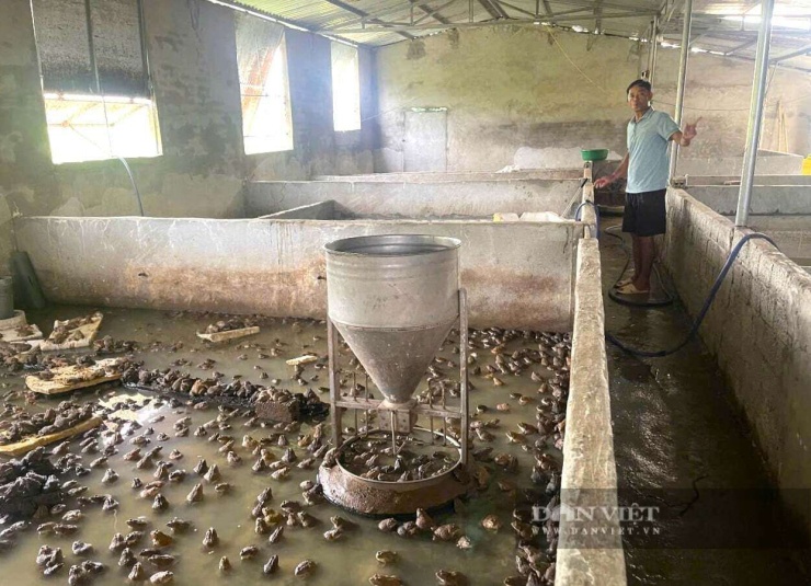 Anh Ân ở xã Quỳnh Văn, tỉnh Nghệ An tận dụng hệ thống chuồng trại trước đây nuôi lợn để cải tạo thành bể nuôi ếch. Nuôi ếch trong bể xi măng giúp anh Ân quản lý tốt chất lượng nước, môi trường và dễ vệ sinh. Ảnh: N.T&nbsp;