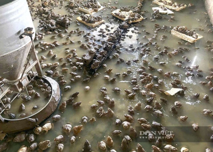 Anh Ân ở xã Quỳnh Văn, tỉnh Nghệ An thêm nhiều tấm xốp vào bể xi măng. Theo anh Ân, những tấm xốp này giúp đàn ếch giảm stress. Ảnh: N.T