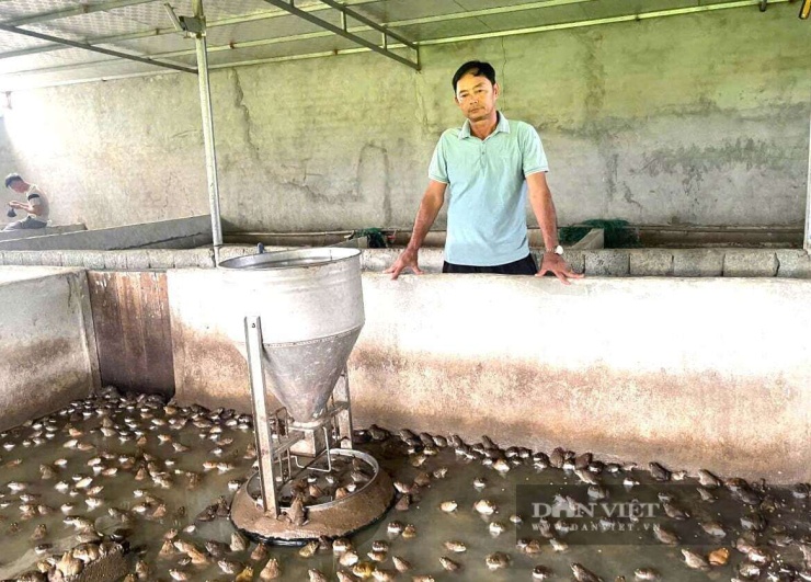 Anh Ân ở xã Quỳnh Văn, tỉnh Nghệ An thêm nhiều tấm xốp vào bể xi măng. Theo anh Ân, những tấm xốp này giúp đàn ếch giảm stress. Ảnh: N.T