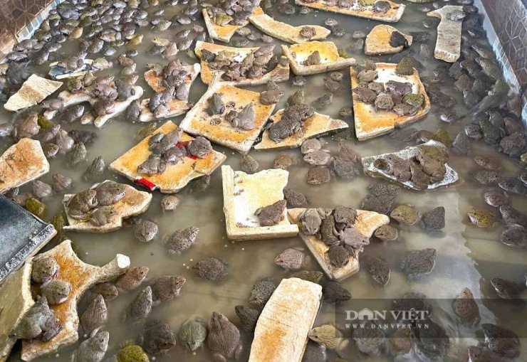 Ếch thương phẩm tại trang trại của anh Ân ở xã Quỳnh Văn, tỉnh Nghệ An được thương lái tới tận nơi thu mua. Vì thế, anh Ân không lo đầu ra cho con ếch. Ảnh: N.T