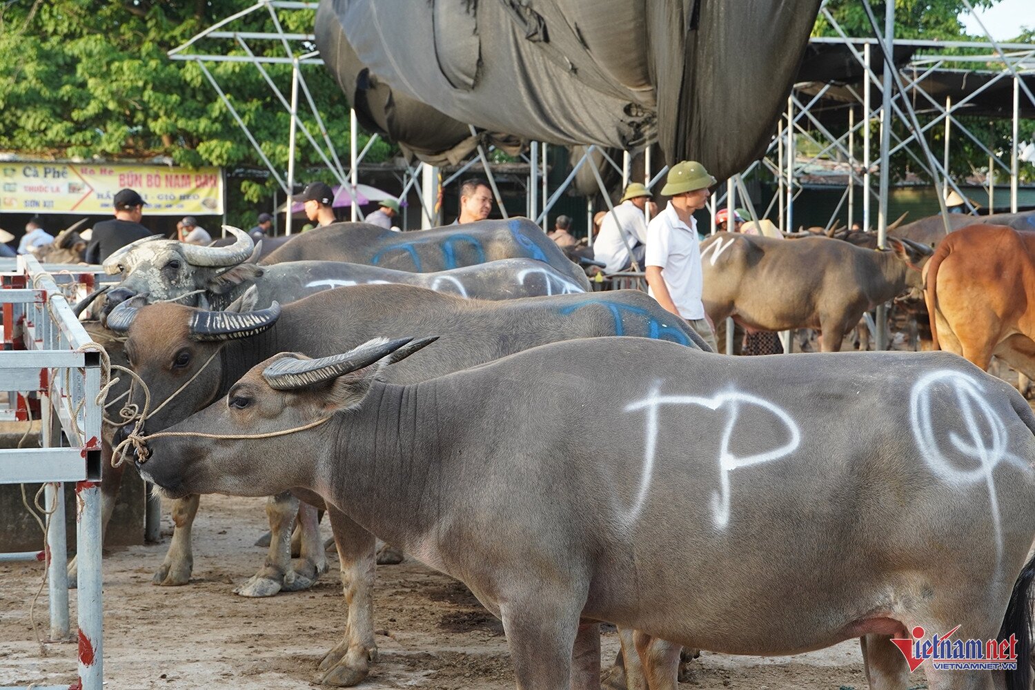 Ông Hoan (áo trắng) chia sẻ kinh nghiệm chọn trâu. Ảnh: T.T