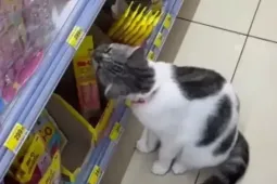 Chú mèo Thái Lan nổi tiếng vì dẫn du khách đi mua đồ ăn
