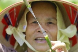 Nghệ nhân đầu tiên dệt thành công lụa tơ sen ở Việt Nam, giá bán đắt như vàng