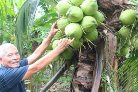 Trang trại nông nghiệp tử tế của một tỷ phú thương binh 3/4 ở Đồng Nai, có các cây dừa thấp tè trái quá trời thế này đây