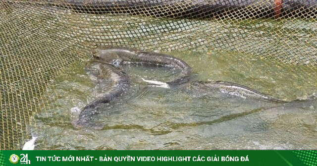 Ở Nghệ An, dân nuôi cá đặc sản trên hồ thủy điện lớn nhất Bắc Trung Bộ, con nào cũng to bự, bán là hết ngay