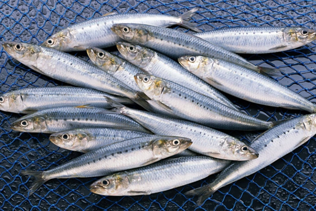 Loại cá này còn chứa protein, vitamin D và canxi, đặc biệt khi ăn cả phần xương mềm.
