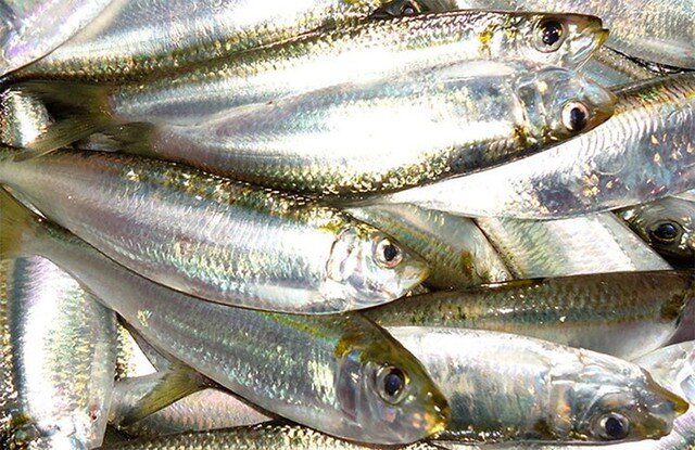 Cá trích là loại cá biển giàu omega-3, vitamin D và protein.