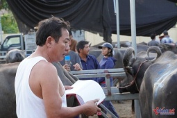 Phiên chợ đặc biệt ở Nghệ An, một vệt sơn chốt thương vụ cả chục triệu đồng