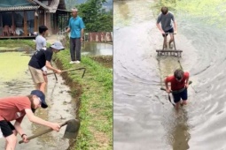 Cảnh khách Tây 'kéo bừa thay trâu' trên ruộng bậc thang ở Lào Cai gây sốt