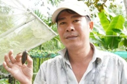 Cà cuống là con gì mà có giá bán 50.000 đồng/con, một người Cần Thơ nuôi thành công, kiếm bộn tiền