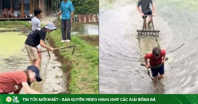 Cảnh khách Tây 'kéo bừa thay trâu' trên ruộng bậc thang ở Lào Cai gây sốt