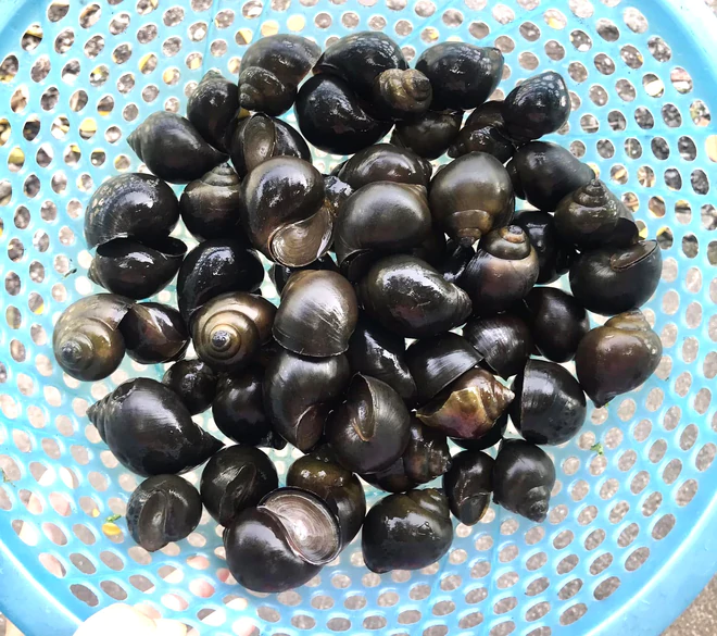 Món ngon dễ làm đổi vị cho cả nhà ngày cuối tuần từ loại lá tốt cho xương khớp, nhất là tuổi trung niên - 1