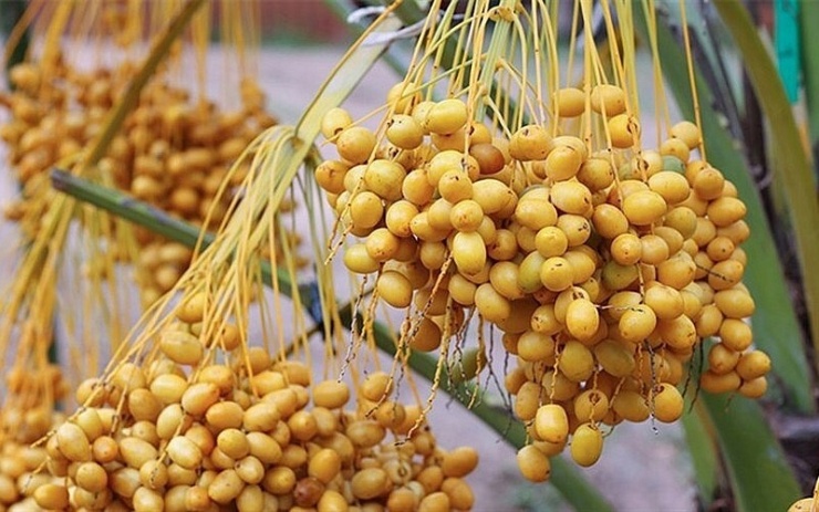 Chà là cũng nằm trong nhóm trái cây giàu chất xơ