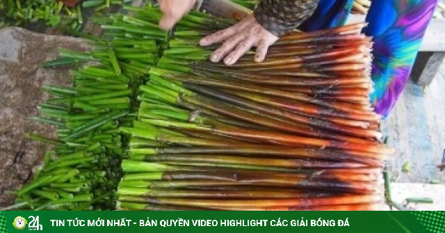 Loài cỏ dại chỉ hái bán đêm “lên đời” thành đặc sản miền Tây