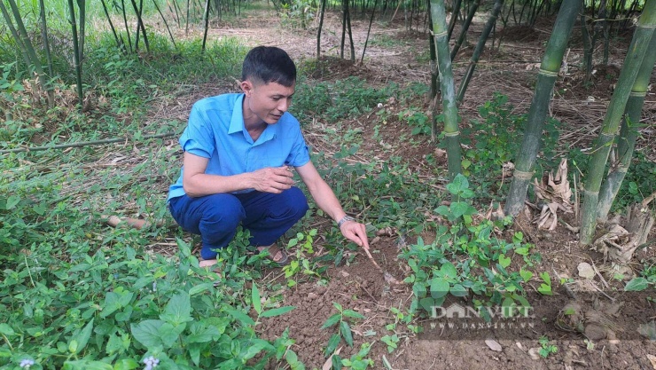 Ông Bùi Văn Dương - Bí thư Chi bộ xóm Động Đạt (xã Phú Lương, tỉnh Thái Nguyên) bắt tay vào trồng tre lục trúc lấy măng từ năm 2022. Ảnh: Hà Thanh
