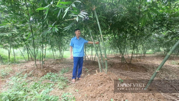 Hiện gia đình ông Dương có diện tích khoảng 3ha măng lục trúc. Ảnh: Hà Thanh