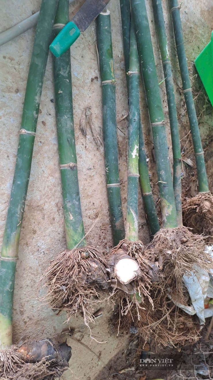 Ngoài bán các sản phẩm chế biến từ măng lục trúc, gia đình ông Dương còn bán cây giống cho người dân có nhu cầu. Ảnh: Hà Thanh