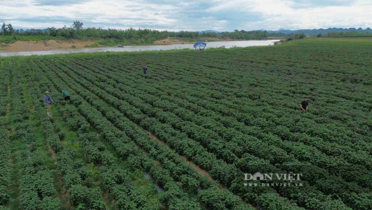Cánh đồng bên dòng sông Con ở xã Nghĩa Đồng, tỉnh Nghệ An được người dân trồng bạt ngàn cây tía tô. Cánh đồng cây tía tô thơm ngát đang mang lại thu nhập cao cho người dân nơi đây. Ảnh: N.T