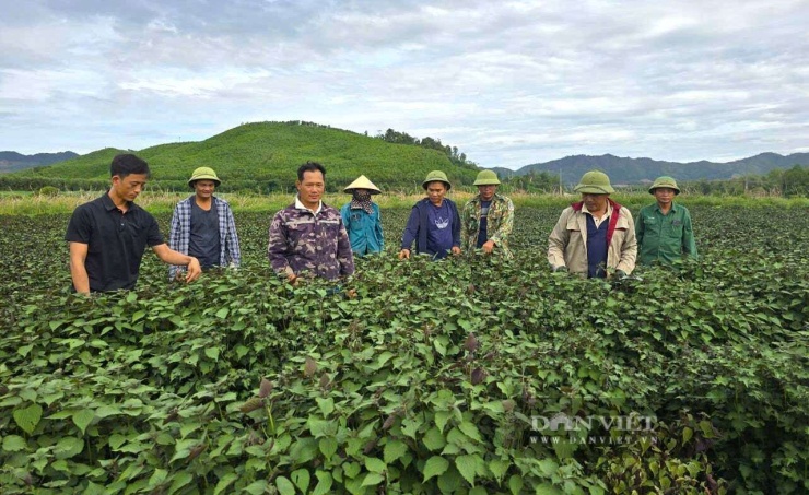 Cây tía tô rất phù hợp với thổ nhưỡng, khí hậu tại xã Nghĩa Đồng, tỉnh Nghệ An nên phát triển tốt. Cây tía tô đang được thu mua với giá 1,5 triệu đồng/tấn. Ảnh: N.T