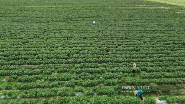 Sau khi đánh giá hiệu quả từ mô hình trồng cây tía tô, xã Nghĩa Đồng, tỉnh Nghệ An sẽ khảo sát mở rộng tại những diện tích phù hợp nhằm nâng cao thu nhập cho người dân. Ảnh: N.T
