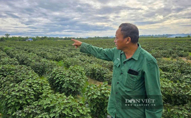 Sau khi đánh giá hiệu quả từ mô hình trồng cây tía tô, xã Nghĩa Đồng, tỉnh Nghệ An sẽ khảo sát mở rộng tại những diện tích phù hợp nhằm nâng cao thu nhập cho người dân. Ảnh: N.T