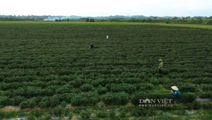 Sau khi đánh giá hiệu quả từ mô hình trồng cây tía tô, xã Nghĩa Đồng, tỉnh Nghệ An sẽ khảo sát mở rộng tại những diện tích phù hợp nhằm nâng cao thu nhập cho người dân. Ảnh: N.T