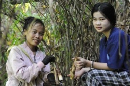 Đặc sản nhú lên từ lòng đất, dân Sơn La đi đào kiếm bộn tiền