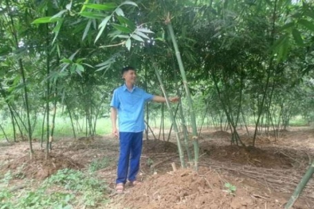 Thấy dân tình e dè, Bí thư Chi bộ ở Thái Nguyên làm trước, trồng thành công 3ha tre lục trúc, thu gần nửa tỷ