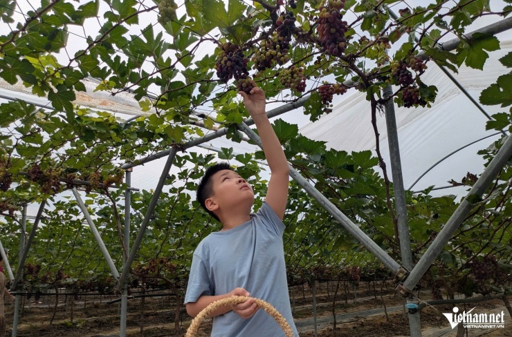 Ngoài bán nho thương phẩm, anh còn mở cửa đón khách tham quan, trải nghiệm nhằm quảng bá sản phẩm. Ảnh: Lê Dương