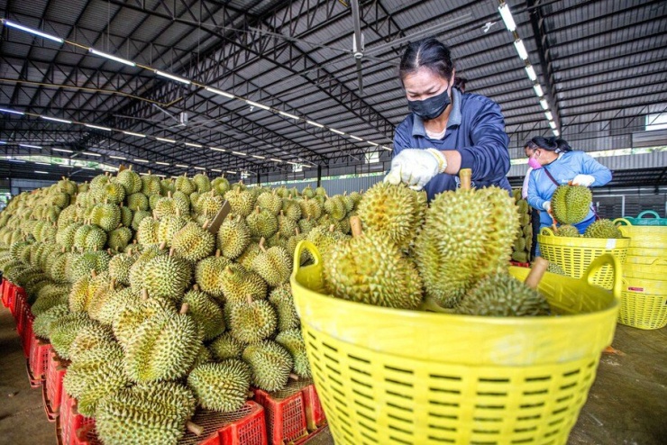Trung Quốc vẫn tăng nhập khẩu sầu riêng nhưng giá mua ngày càng rẻ. Ảnh: Xinhua