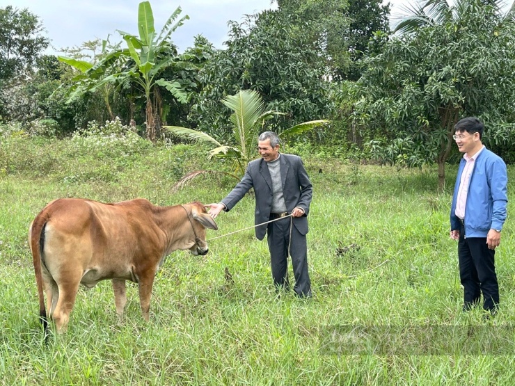 Chăn nuôi bò là một trong những mô hình giúp cựu binh Đặng Văn Luân nâng cao thu nhập, phát triển kinh tế gia đình.. Ảnh: Trần Anh