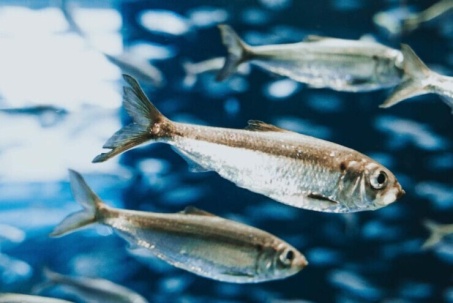 Không phải cá hồi, đây mới là 3 loại cá giàu Omega-3 giá bình dân bạn nên ăn hàng tuần