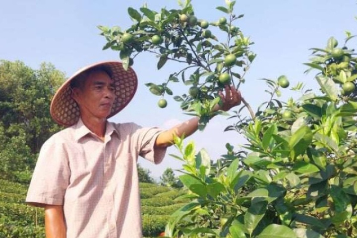 Trồng chanh giống gì mà trái quá trời, một nông dân xã Thác Bà, tỉnh Lào Cai giàu hẳn lên (địa phận Yên Bái cũ)