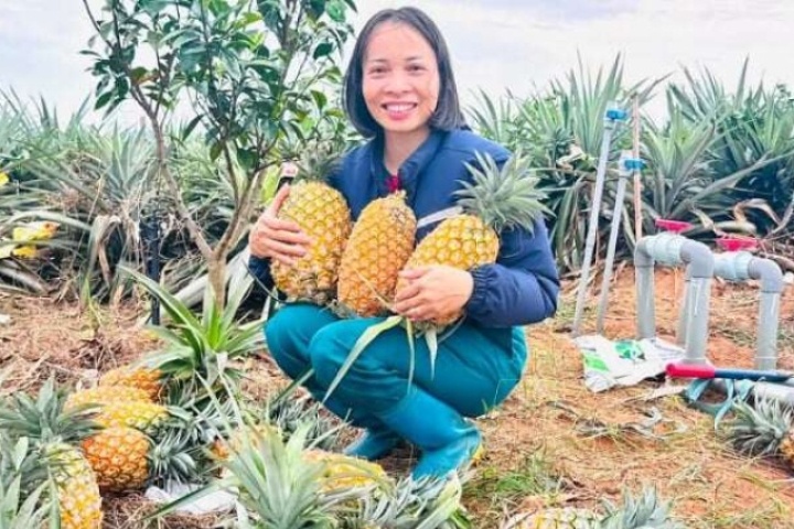 Giống dứa không gai, quả siêu to đang tạo "cơn sốt" ở vùng gò đồi Phú Thọ vì điều ít ai ngờ