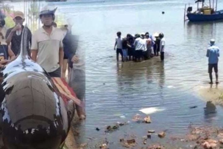 Một con cá heo dài 2,6m, nặng gần 300 kg trôi dạt vào vùng biển Quảng Ngãi