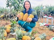 Giống dứa không gai, quả siêu to đang tạo "cơn sốt" ở vùng gò đồi Phú Thọ vì điều ít ai ngờ