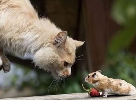 Muốn tình yêu lâu bền, Tý và Mão cần học cách cởi mở, tin tưởng và chân thành với nhau hơn. Ảnh minh họa