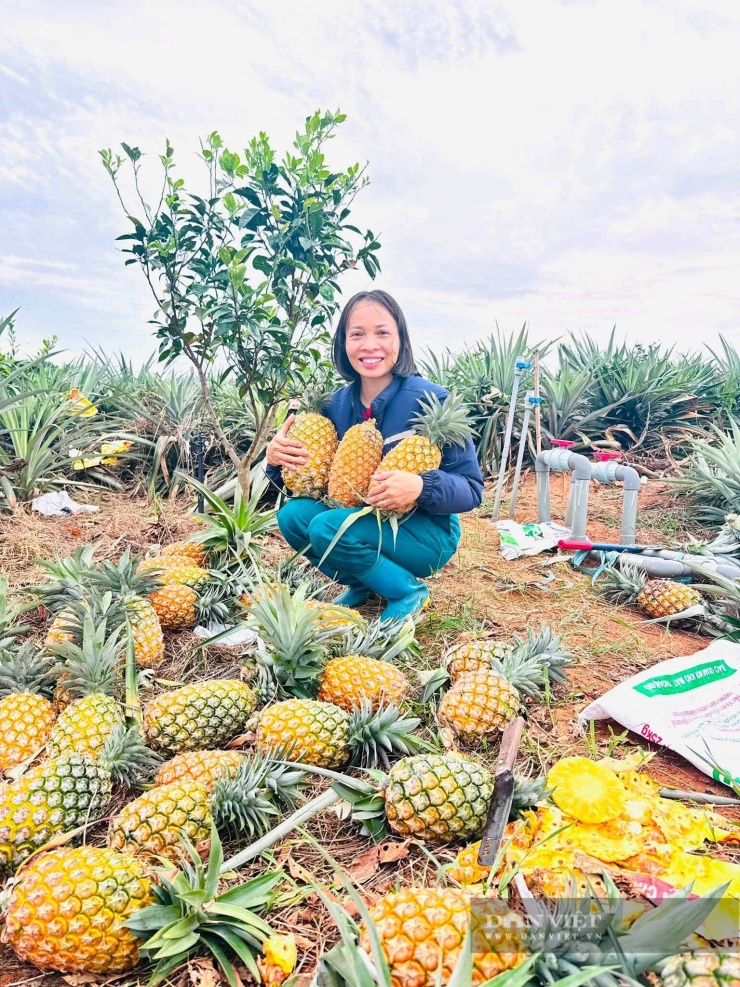 Chị Nguyễn Thị Thu Chang phấn khởi bên thành quả lao động - những quả dứa mật siêu to. Ảnh: Thu Chang