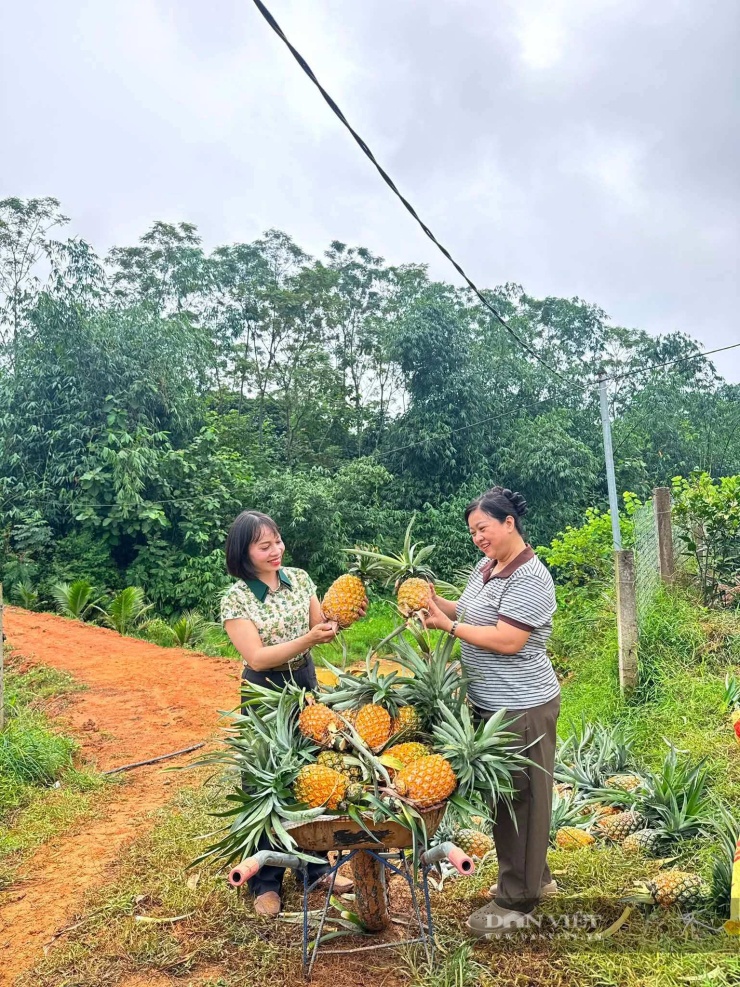 Đoàn công tác của UBND xã Phú Mỹ thăm mô hình trồng dứa mật không gai của gia đình bà Nguyễn Thị Thu Chang. Ảnh: XPM