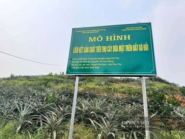 Đoàn công tác của UBND xã Phú Mỹ thăm mô hình trồng dứa mật không gai của gia đình bà Nguyễn Thị Thu Chang. Ảnh: XPM