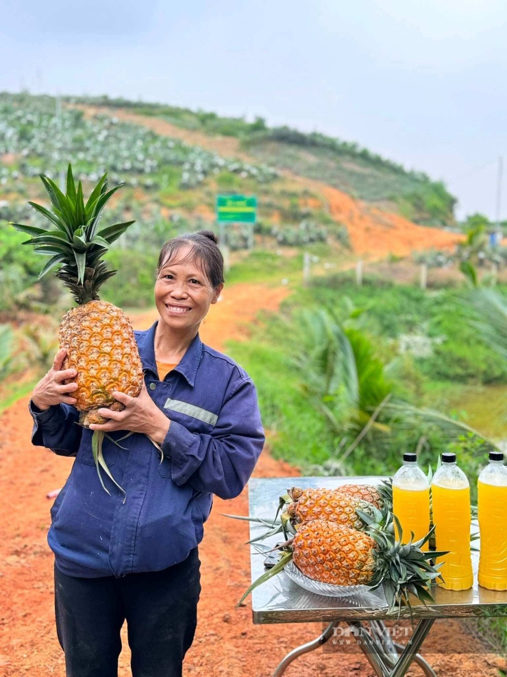Mô hình trồng dứa mật ở xã Phú Mỹ giúp chuyển đổi đất trồng keo kém hiệu quả sang trồng dứa mật cho giá trị cao, góp phần tạo việc làm, nâng cao thu nhập cho người dân. Ảnh: Thu Chang