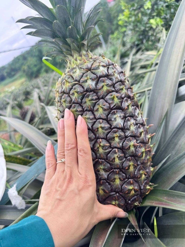 Mô hình trồng dứa mật ở xã Phú Mỹ giúp chuyển đổi đất trồng keo kém hiệu quả sang trồng dứa mật cho giá trị cao, góp phần tạo việc làm, nâng cao thu nhập cho người dân. Ảnh: Thu Chang