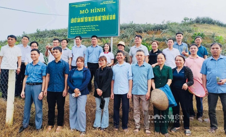 Mô hình liên kết sản xuất tiêu thụ cây dứa mật trên đất gò đồi ở xã Phú Mỹ đang trở thành địa chỉ để đoàn, nông dân trong và ngoài tỉnh đến tham quan, học tập kinh nghiệm. Ảnh: Thu Chang