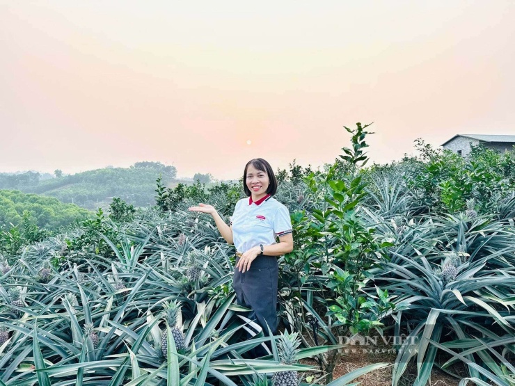 Mô hình liên kết sản xuất tiêu thụ cây dứa mật trên đất gò đồi ở xã Phú Mỹ đang trở thành địa chỉ để đoàn, nông dân trong và ngoài tỉnh đến tham quan, học tập kinh nghiệm. Ảnh: Thu Chang
