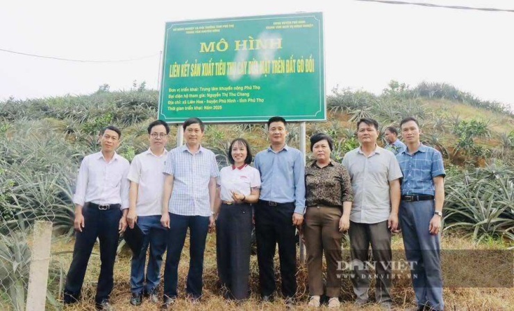 Mô hình liên kết sản xuất tiêu thụ cây dứa mật trên đất gò đồi ở xã Phú Mỹ đang trở thành địa chỉ để đoàn, nông dân trong và ngoài tỉnh đến tham quan, học tập kinh nghiệm. Ảnh: Thu Chang