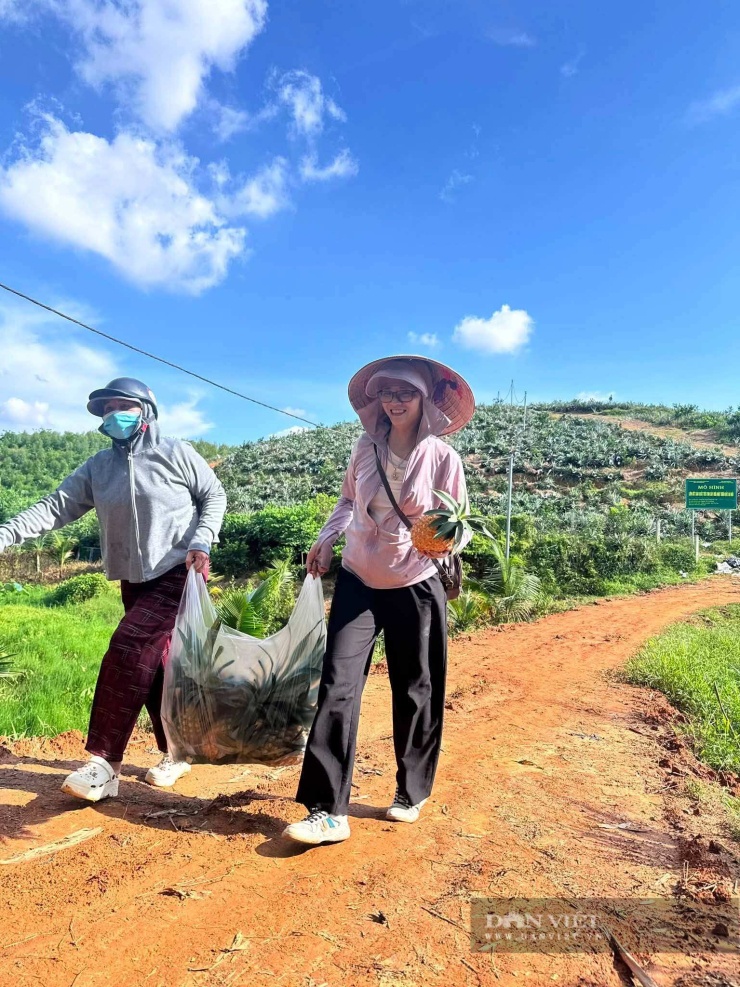 Mô hình liên kết sản xuất tiêu thụ cây dứa mật trên đất gò đồi ở xã Phú Mỹ đang trở thành địa chỉ để đoàn, nông dân trong và ngoài tỉnh đến tham quan, học tập kinh nghiệm. Ảnh: Thu Chang