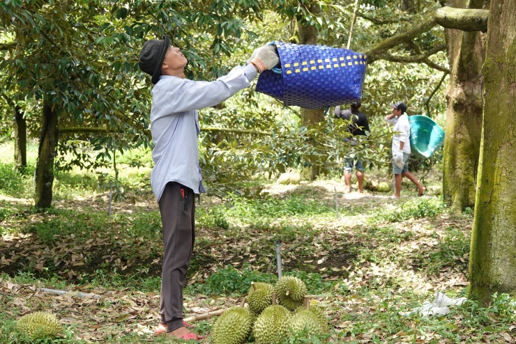 Nhóm người kiếm tiền triệu mỗi ngày nhờ nghề 'bay lượn' hái sầu riêng cổ thụ - 5