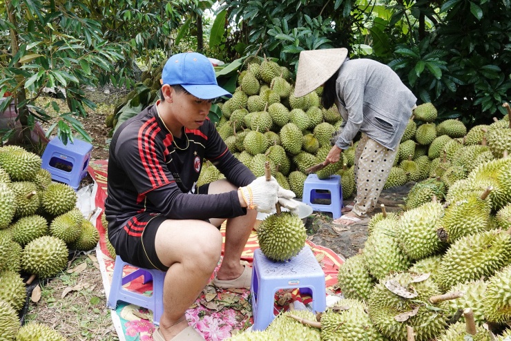 Sầu riêng sau thu hoạch được tập kết thành từng đống lớn để kiểm đếm và phân loại