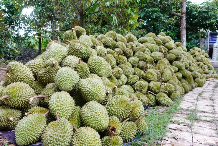 Nhóm người kiếm tiền triệu mỗi ngày nhờ nghề 'bay lượn' hái sầu riêng cổ thụ - 10